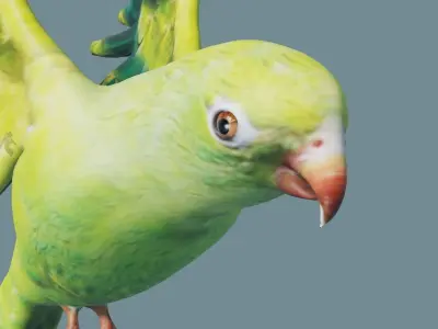 parrot parakeet flying in sky Low-poly 3D model