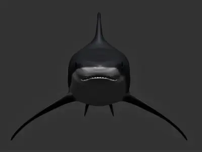 Bull Shark Low-poly 3D model