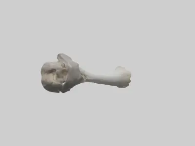 Hippo Femur Low-poly 3D model