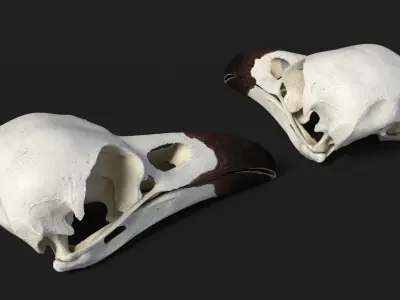  Crow Raven Skull Anatomy Model Dark Beak 