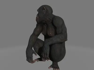 chimpansee chimpanzee 3D model