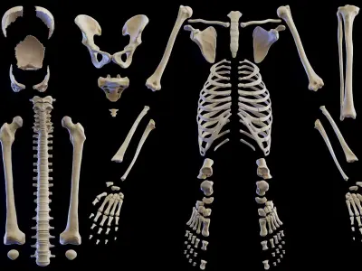 Female Muscular and Skeletal Systems 3D model