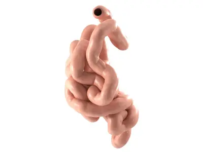  Small Intestine PBR 