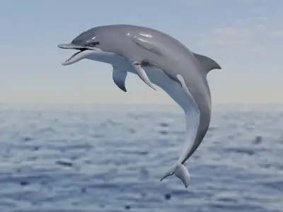 Dolphin Animated Old Low-poly 3D model