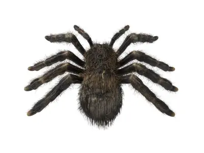 Psalmopoeus Cambridgei 3D model