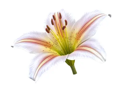  Realistic Lily 3D Model - High-Quality 4K PBR Asset 