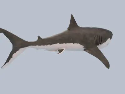 Great White Shark Low-poly 3D model 15