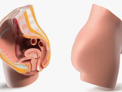 Medical Model Female Pelvic Anatomy Cross Section 3D model