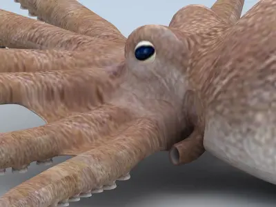 Octopus with spikes Low-poly 3D model
