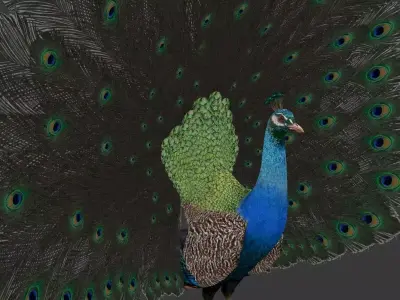 peacock Low-poly 3D model purchase