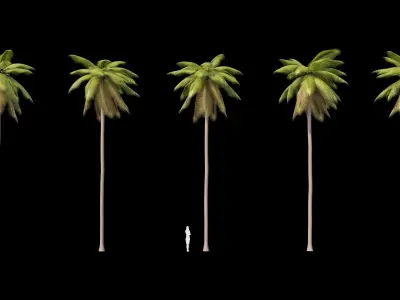 Palms Lowpoly Set 02 with LODs 3D model