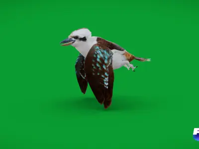 Kookaburra Bird Low-poly 3D model