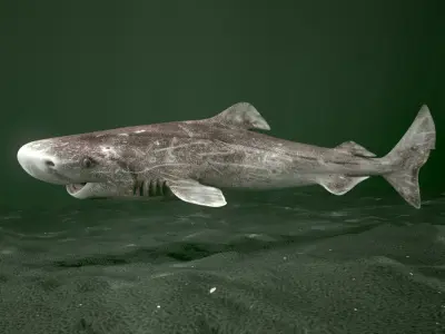 Greenland Shark (Animated) 3D model