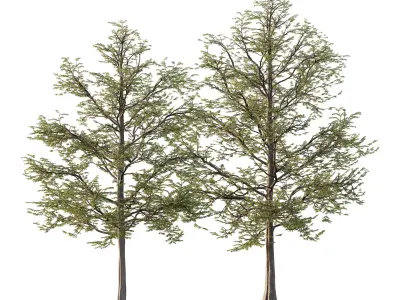 Mountain Ash Tree 11 3D model