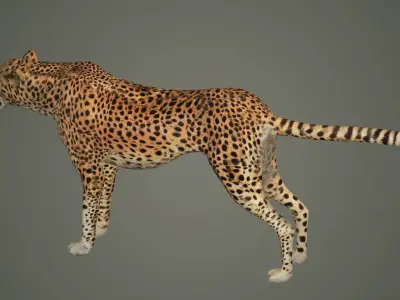 cheetah wildlife cat mammal leopard safari wild nature panthera  3D model