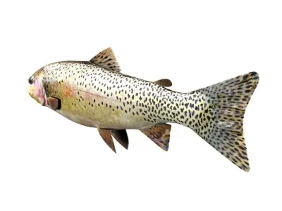 Brown Trout Fish Salmo Trutta 3D model