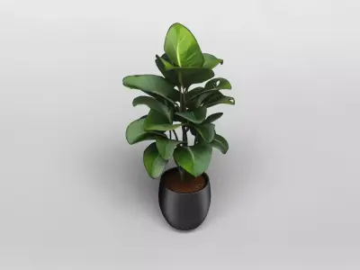 Realistic Potted Bird of Paradise Plant 3D Model 3D model