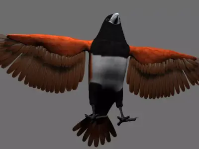 Munia 3D model