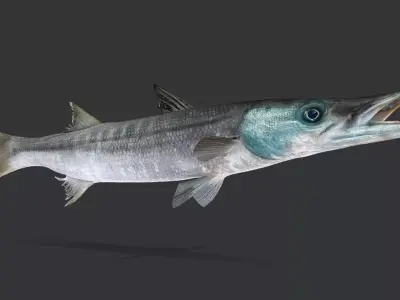 Predator Ocean Fish Collection 3D model