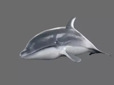 Dolphin 3D model buy