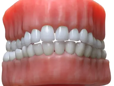 Human Mouth Teeth Tongue 3D model