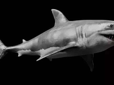 Great White Shark 3D model 5