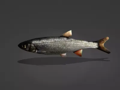 Whitefish fish Low-poly 3D model