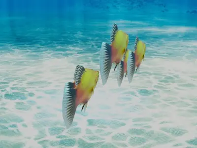 Platy Fish Free 3D model