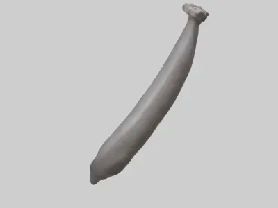 Hippopotamus Tail Low-poly 3D model