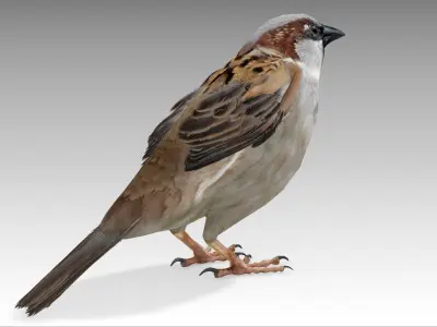 Sparrow flying in air Low-poly 3D model
