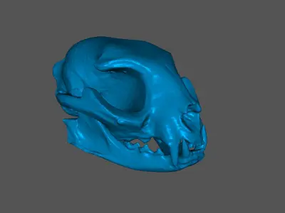 Cat skull Low-poly 3D model