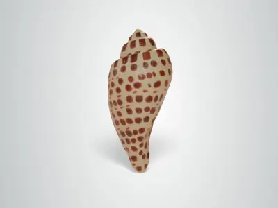 Junonia Shell Free low-poly 3D model
