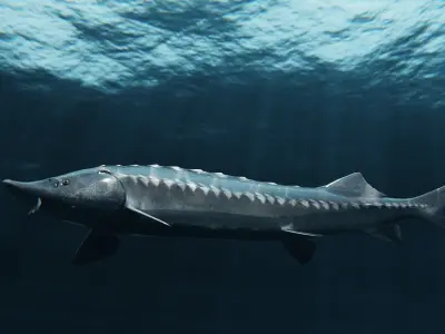Sturgeon Freshwater Fish Low-poly 3D model