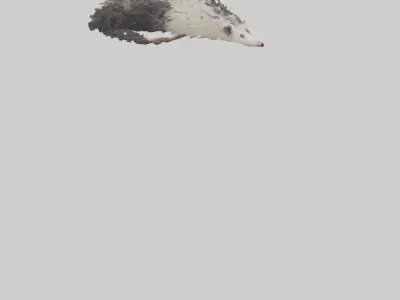 Opossum Tail Model 3D model