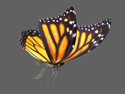 3D Tiger Monarch Butterfly 3D model