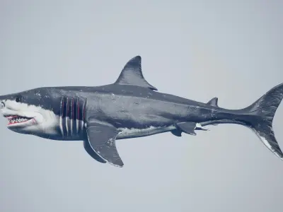 Great White Shark Low-poly 3D model 7