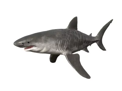 Tiger Shark Low-poly 3D model get