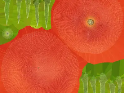  Tomato Collection 