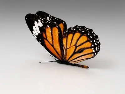 Butterfly monarch - monarch Low-poly 3D model