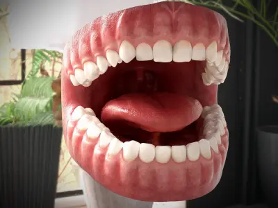  Realistic Human Mouth Anatomy 