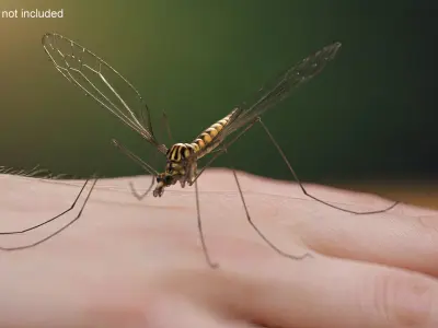 Mosquito Hawk Crane Fly Gollywhopper 3D model