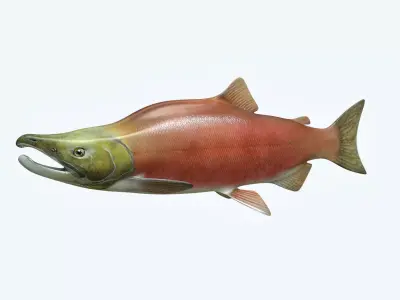 Salmon Fish 3D model 2
