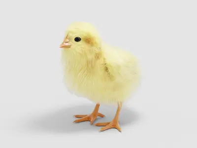 Hen Chick 3D model