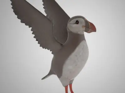Puffin bird 3D model purchase