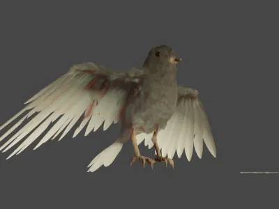 Small Bird 3D model