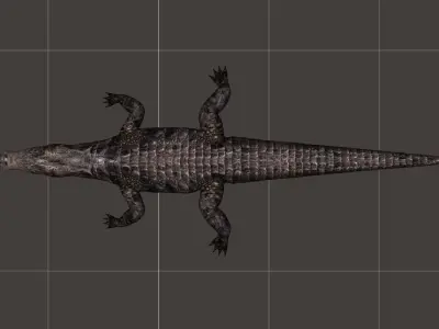 A Crocodile realistic 3d model alligator 3D model