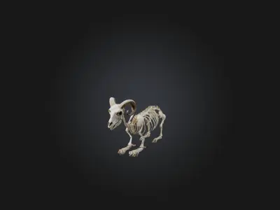 Realistic Sheep Skeleton Model Low-poly 3D model