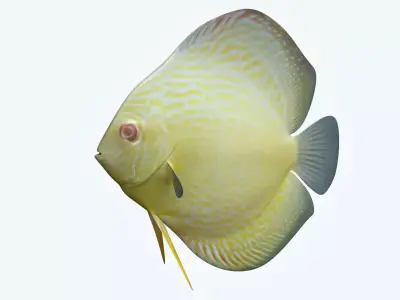Discus Fish 9 3D model