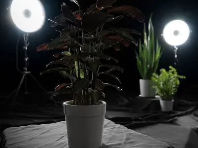  Calathea Argentea Plant Model 