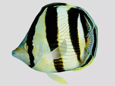 Banded Butterfly Fish Low-poly 3D model